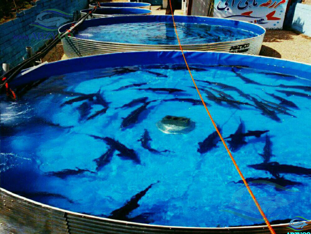 گونه های قابل پرورش ماهی در استخر پیش ساخته آبزیکو