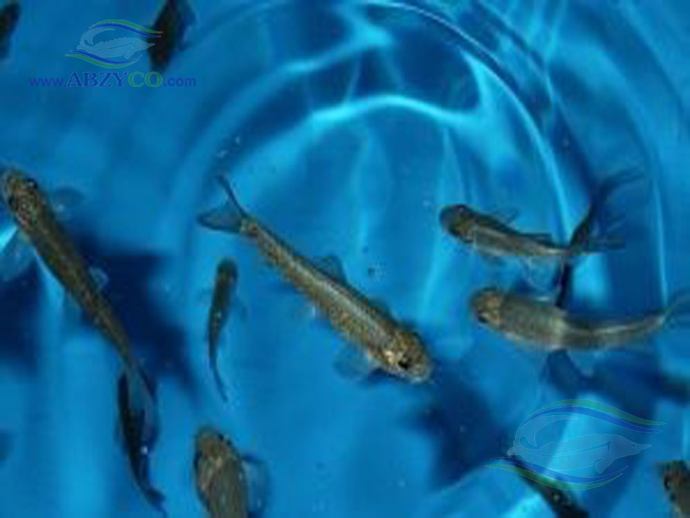 گونه های قابل پرورش ماهی در استخر پیش ساخته آبزیکو