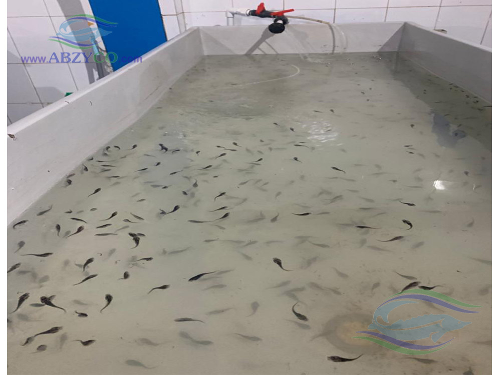 تولید لارو (انکوباسیون) ماهی خاویاری