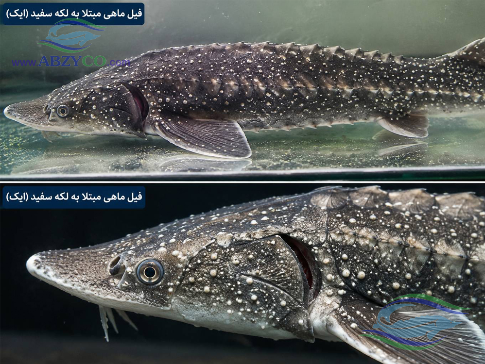 بیماری لکه سفید (Ich) در  فیل ماهی