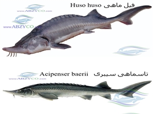 پرورش ماهیان خاویاری عمدتا با هدف تولید گوشت یا خاویار صورت می پذیرد. لذا انتخاب نوع و گونه مناسب برای پرورش از اهمیت ویژه برخوردار است.