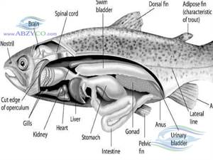 کیسه هوا (Swim Bladder)یک اندام داخلی و کیسه ای شکل در بدن ماهی است که درون آن پر از نوعی گاز است و ماهی به وسیله آن بدون صرف انرژی اضافی تعادل خود را در عمق های مختلف آب حفظ میکند.