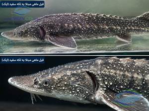 عامل بیماری Ichthyophthirius multifiliis است؛ یک انگل تک‌ سلولی مژک‌ دار که در آب شیرین زندگی می‌کند و می‌تواند پوست، باله‌ها و به‌خصوص آبشش ماهی را درگیر کند. 